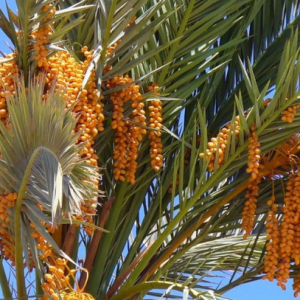 Финиковая пальма с плодами фиников