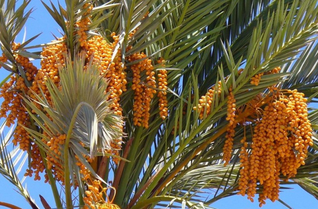 Финиковая пальма с плодами фиников