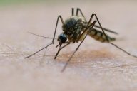 комар на теле человека