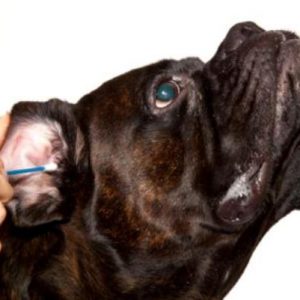 Ветеринар чистит собачье ухо