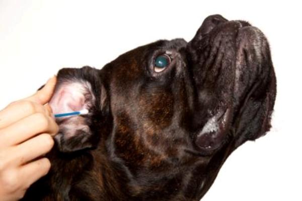 Ветеринар чистит собачье ухо